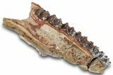 Fossil Horse (Mesohippus) Upper Jaw Section - South Dakota #269618-1